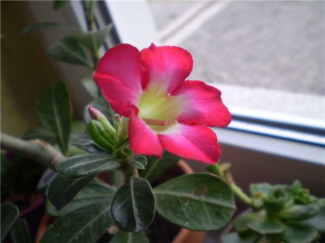 adenium